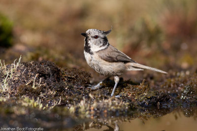  vogels bij de bosvijver