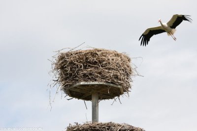 Vliegende Ooievaar naar het nest