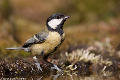 Koolmees bij de vogelhut