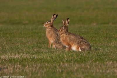 Hazen in de polder