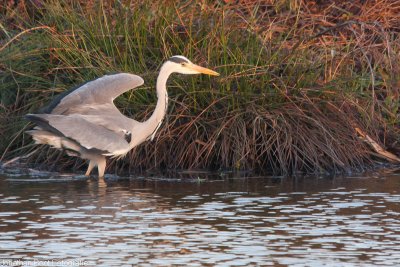 Reiger