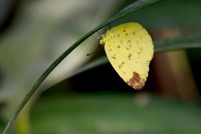 3 Spot Grass Yellow