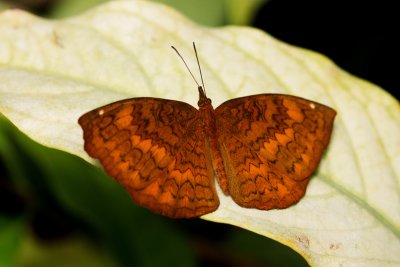 Common Castor