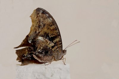 Common Evening Brown