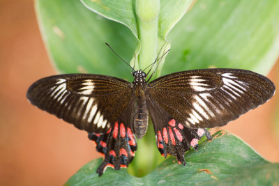 Common Mormon Female