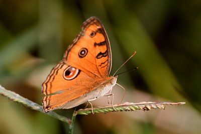 Peacock Pansy