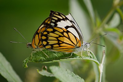 Mating Pioneers