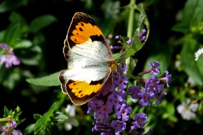 White Orange Tip Female