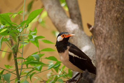 Asian Pied Starling