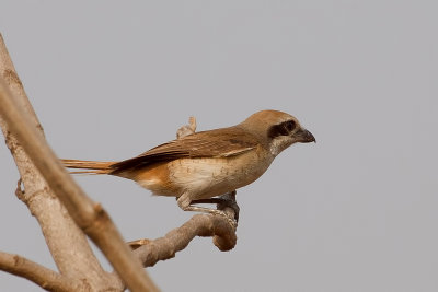 Brown Shrike