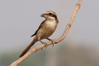 Brown Shrike