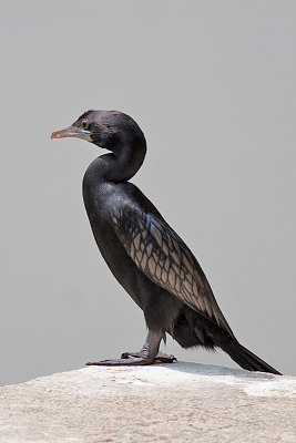 Lesser Cormorant