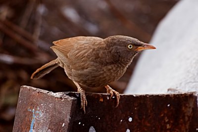 Jungle Babbler