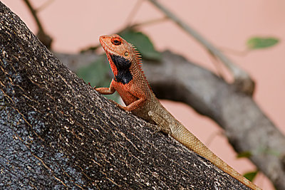 Oriental Garden Lizard