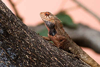 Oriental Garden Lizard
