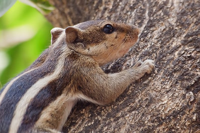 Squirrel