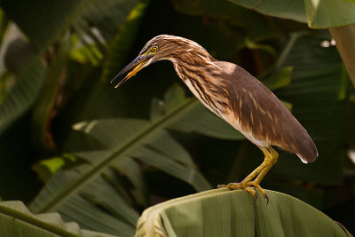 Pond Heron