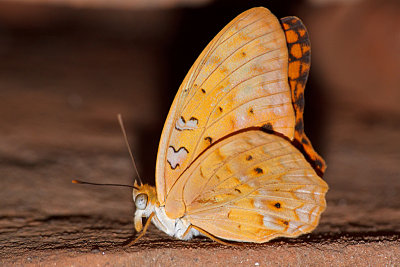 Common Leopard