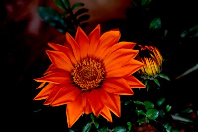 GAZANIA