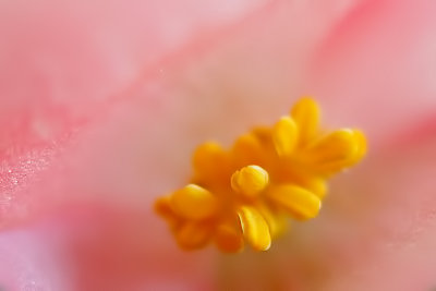 The Heart of Begonia up close