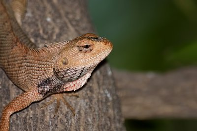 Garden Lizard