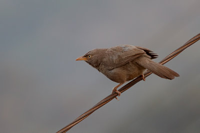 Jungle Babbler