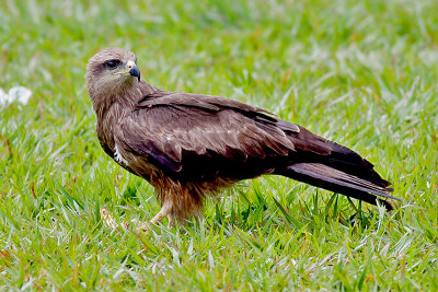 Brown Kite