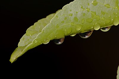 The Leaf  & The Rain Drops
