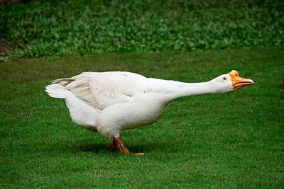 Domesticated Swan-goose