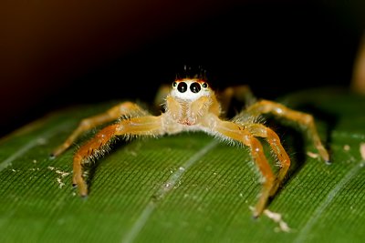 A Jumping Spider