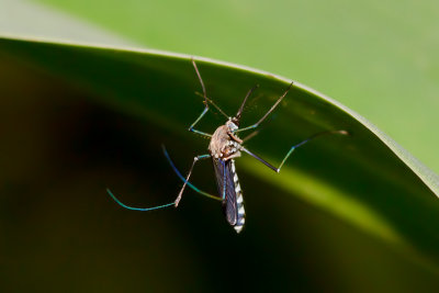 A Culex Mosquito
