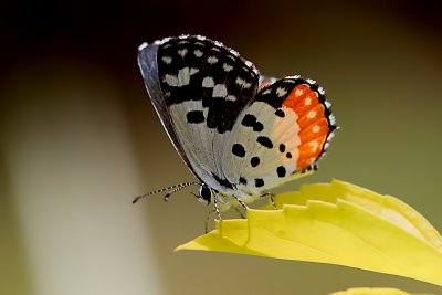 Red Pierrot