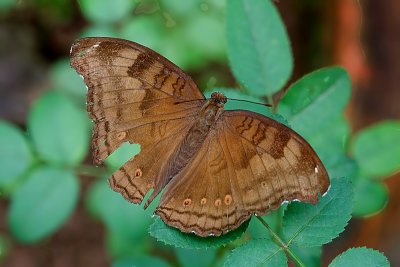 Lemon Pansy