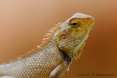 Oriental Garden Lizard