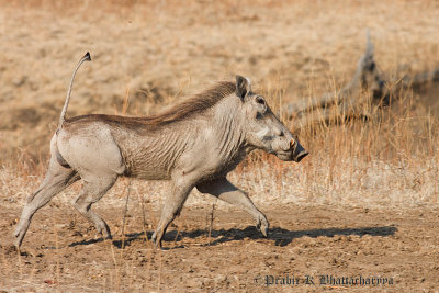 Warthog at South Luangwa