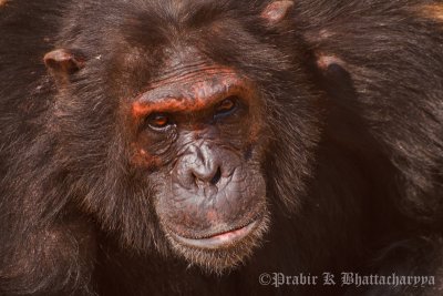 A rogue Chimp at Chimphunsi, Chingola