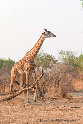 Giraffe at South Luangwa