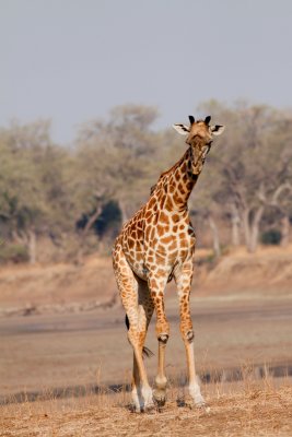 Thornicroft Giraffe at South Luangwa
