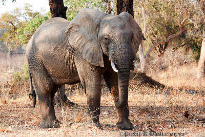 Elephant at South Luangwa