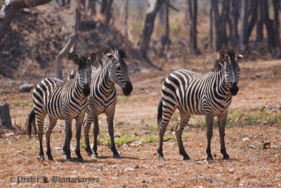 A Small Herd of Zebras at Nsobe