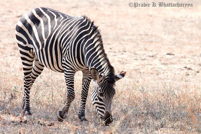 A Grazing Zebra at South Luangwa