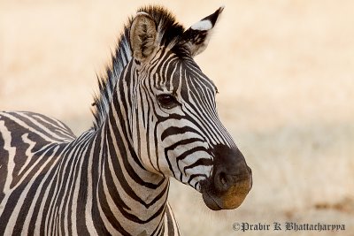 Zebra at Livingstone