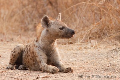 Hyena at South Luangwa, Zambia