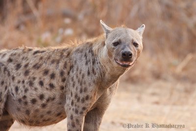 Hyena at South Luangwa, Zambia