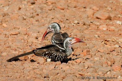 Red Billed Hornbill - A Pair