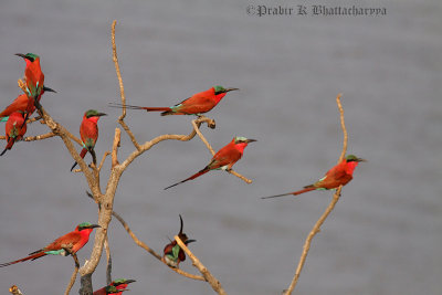 A flock of Southern Carmine Bee Eaters at the bank of South Luangwa River, Zambia