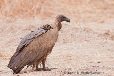 Rupell's Vulture
