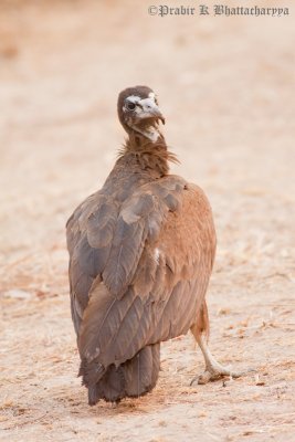Black Hooded Vulture