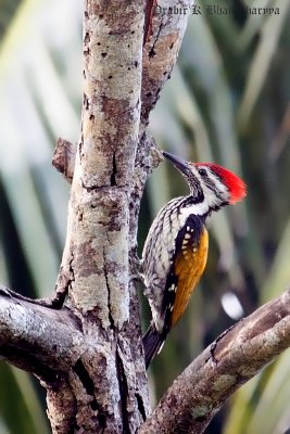 Common Flameback Woodpecker