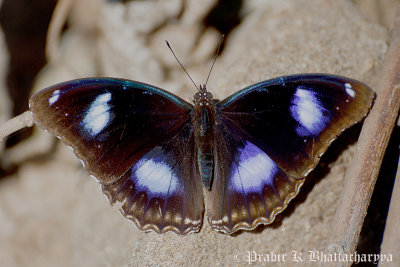 Great Eggfly (Male)